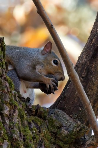 Z5E_6940_Nik-topaz-denoise-sharpen-upscale-3.6x_Nik_DxO