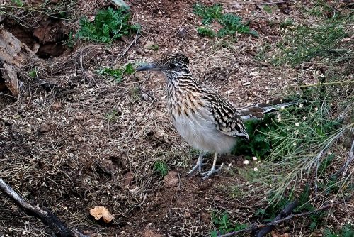 Z5E_7267-NEF_DxO_DeepPRIME_Nik-DeNoiseAI-standard_Nik-SharpenAI-Standard