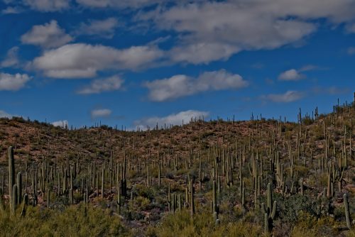 Z5E_7333-NEF_DxO_DeepPRIME_Nik-DeNoiseAI-standard_Nik-SharpenAI-Standard_DxO