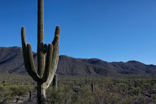 Z5E_7347-NEF_DxO_DeepPRIME_Nik-DeNoiseAI-standard_Nik-SharpenAI-Standard_DxO