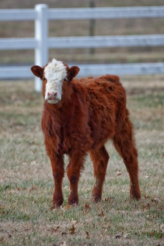 Z5E_7358-NEF_DxO_DeepPRIME_Nik-1-DeNoiseAI-standard_Nik-SharpenAI-Focus_DxO