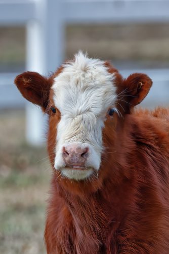 Z5E_7358-NEF_DxO_DeepPRIME_Nik-DeNoiseAI-standard_Nik-SharpenAI-Focus_DxO