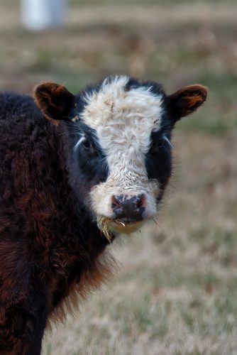 Z5E_7361-NEF_DxO_DeepPRIME_Nik-DeNoiseAI-standard_Nik-SharpenAI-Focus_DxO-1