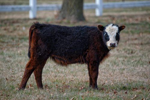 Z5E_7361-NEF_DxO_DeepPRIME_Nik-DeNoiseAI-standard_Nik-SharpenAI-Focus_DxO