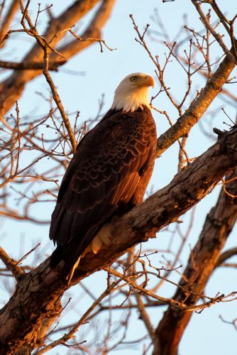 Z5E_7575-NEF_DxO_DeepPRIME_Nik-DeNoiseAI-standard_Nik-SharpenAI-Focus_DxO