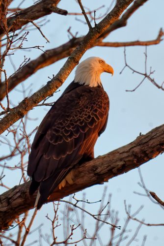 Z5E_7586-NEF_DxO_DeepPRIME_Nik-DeNoiseAI-standard_Nik-SharpenAI-Focus_DxO