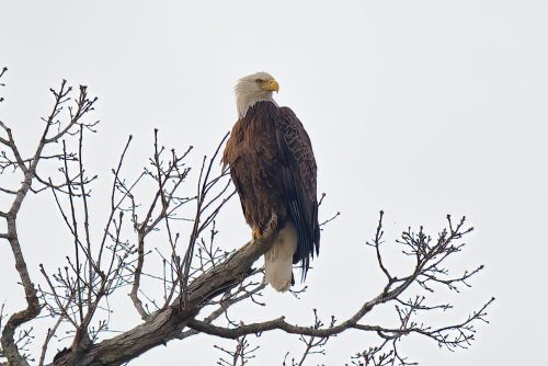 Z5E_7645_Nik-DeNoiseAI-standard_Nik-SharpenAI-Focus_DxO
