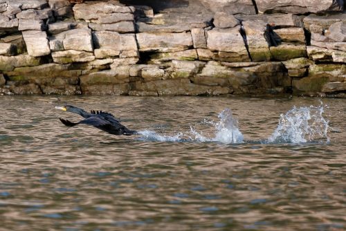 Z5E_7740-NEF_DxO_DeepPRIME_Nik-DeNoiseAI-standard_Nik-SharpenAI-Focus-gigapixel-art-scale-2_00x_DxO