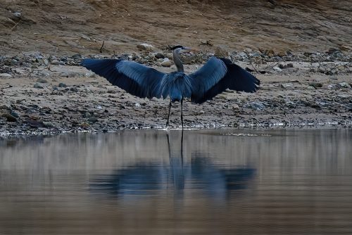 Z5E_7747-NEF_DxO_DeepPRIME_Nik-DeNoiseAI-standard_Nik-SharpenAI-Focus-gigapixel-art-scale-2_00x_DxO