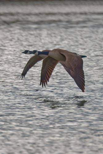 Z5E_7772-NEF_DxO_DeepPRIME_Nik-DeNoiseAI-standard_Nik-SharpenAI-Focus-gigapixel-art-scale-2_00x_DxO