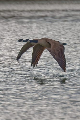 Z5E_7772-NEF_DxO_DeepPRIME_Nik-DeNoiseAI-standard_Nik-SharpenAI-Focus-gigapixel-art-scale-2_00x_DxO