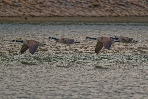 Z5E_7776-NEF_DxO_DeepPRIME_Nik-DeNoiseAI-standard_Nik-SharpenAI-Focus_DxO