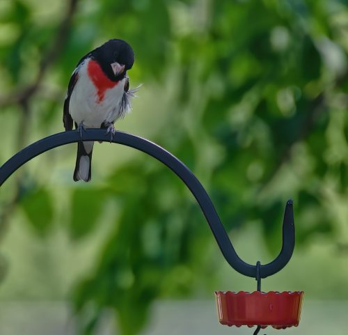 Z5E_7792-NEF_DxO_DeepPRIME_Nik-DeNoiseAI-standard_Nik_Nik-SharpenAI-Focus