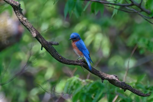 Z5E_7803-NEF_DxO_DeepPRIME_Nik-DeNoiseAI-standard_Nik-SharpenAI-Focus