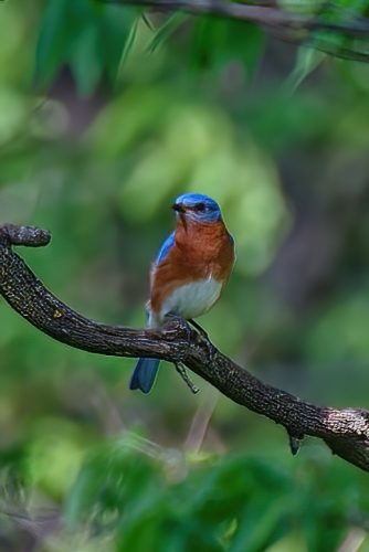 Z5E_7805-NEF_DxO_DeepPRIME_Nik-DeNoiseAI-standard_Nik-SharpenAI-Focus