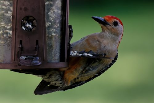 Z5E_7815-NEF_DxO_DeepPRIME_Nik-DeNoiseAI-standard_Nik_DxO