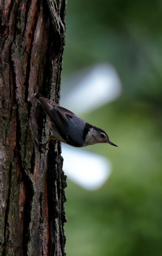 Z5E_7911-NEF_DxO_DeepPRIME_Nik-DeNoiseAI-standard_Nik_DxO