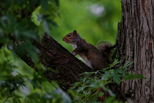 Z5E_7913-NEF_DxO_DeepPRIME_Nik-DeNoiseAI-standard_Nik_DxO