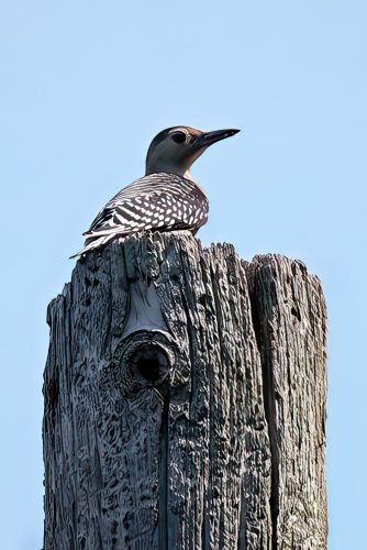 Z5E_7928_Nik-DeNoiseAI-standard_Nik-gigapixel-very_compressed-scale-4_00x