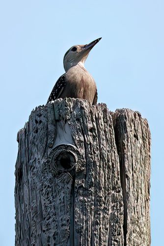 Z5E_7932_Nik-DeNoiseAI_Nik-gigapixel-very_compressed-scale-4_00x