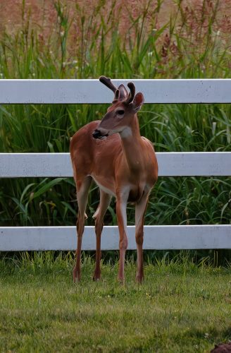 Z5E_7938_Nik-DeNoiseAI-standard_Nik-gigapixel-hq-scale-4_00x