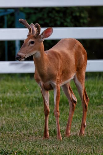 Z5E_7953_Nik-DeNoiseAI-standard_Nik-gigapixel-hq-scale-2_00x