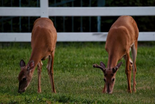 Z5E_7955_Nik-DeNoiseAI-standard_Nik_DxO
