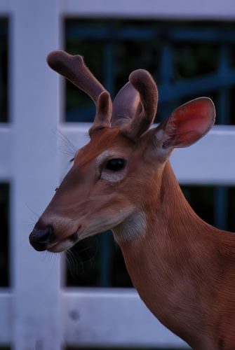 Z5E_7956_Nik-DeNoiseAI-standard_Nik_Nik-gigapixel-hq-scale-4_00x