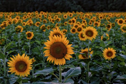 Z5E_8054-NEF_DxO_DeepPRIME_Nik-DeNoiseAI-standard_Nik_Nik_DxO