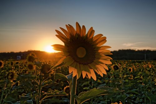 Z5E_8059-NEF_DxO_DeepPRIME_Nik-DeNoiseAI-standard_Nik_Nik_DxO