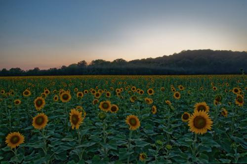Z5E_8087-NEF_DxO_DeepPRIME_Nik-DeNoiseAI-standard_Nik_DxO