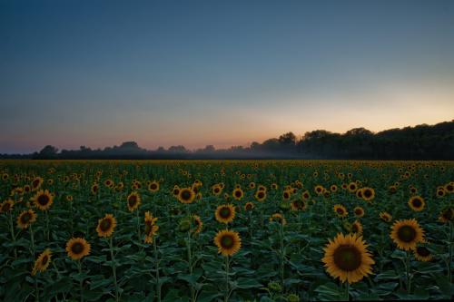 Z5E_8100-NEF_DxO_DeepPRIME_Nik-DeNoiseAI-standard_Nik_DxO