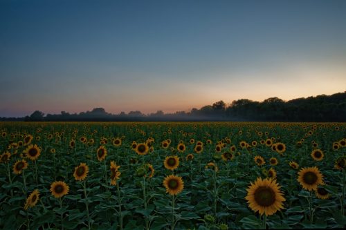 Z5E_8100-NEF_DxO_DeepPRIME_Nik-DeNoiseAI-standard_Nik_DxO