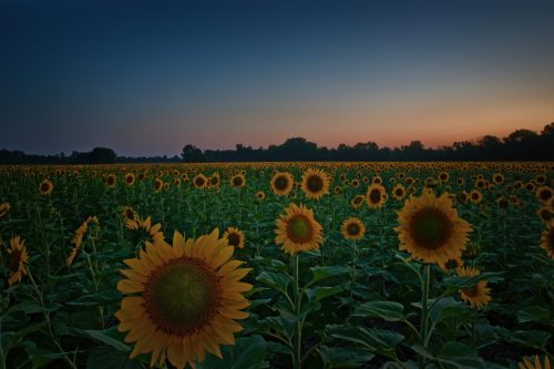 Z5E_8118-NEF_DxO_DeepPRIME_Nik-DeNoiseAI-standard_Nik_Nik_DxO