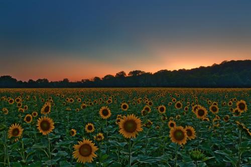 Z5E_8124-NEF_DxO_DeepPRIME_Nik-DeNoiseAI-standard_Nik_Nik_DxO