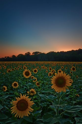 Z5E_8127-NEF_DxO_DeepPRIME_Nik-DeNoiseAI-standard_Nik_Nik_DxO