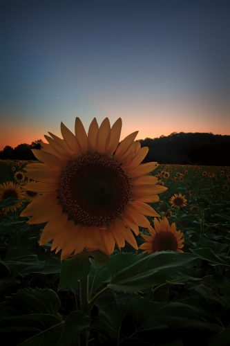 Z5E_8129-NEF_DxO_DeepPRIME_Nik-DeNoiseAI-standard_Nik_Nik_DxO