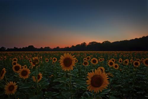 Z5E_8134-NEF_DxO_DeepPRIME_Nik-DeNoiseAI-standard_Nik_Nik_DxO