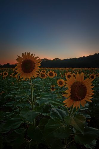 Z5E_8139-NEF_DxO_DeepPRIME_Nik-DeNoiseAI-standard_Nik_Nik_DxO_DxO