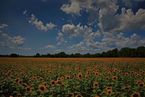 Z5E_8143-NEF_DxO_DeepPRIME_Nik-DeNoiseAI-standard_Nik_Nik_DxO