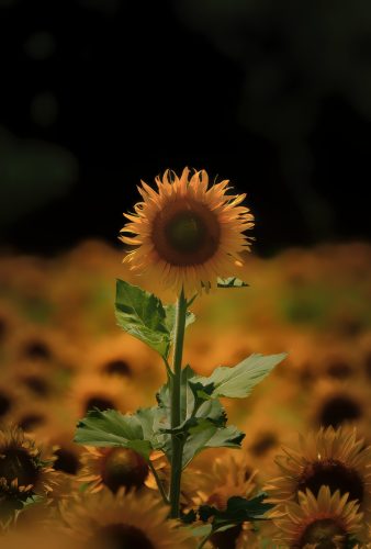 Z5E_8152_Nik-DeNoiseAI-standard-gigapixel-standard-scale-2_00x_Nik_Nik_DxO