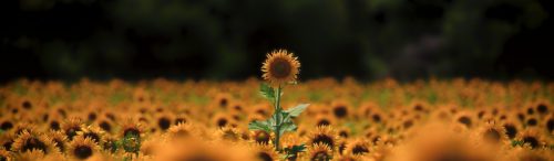 Z5E_8153-NEF_DxO_DeepPRIME_Nik-DeNoiseAI-standard_Nik_Nik_Nik_DxO