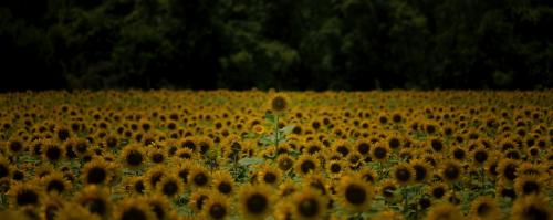 Z5E_8156-NEF_DxO_DeepPRIME_Nik-DeNoiseAI-standard_Nik_Nik_DxO