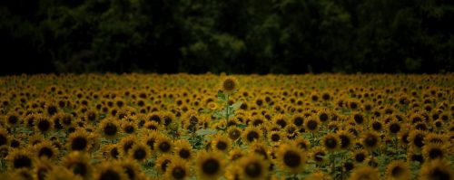 Z5E_8156-NEF_DxO_DeepPRIME_Nik-DeNoiseAI-standard_Nik_Nik_DxO