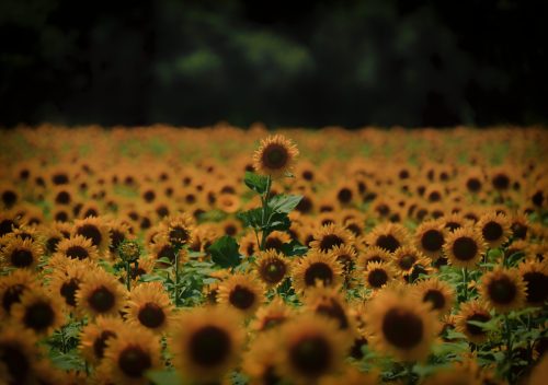 Z5E_8163-NEF_DxO_DeepPRIME_Nik-DeNoiseAI-standard_Nik_Nik_DxO