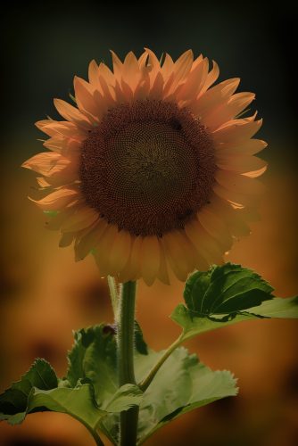 Z5E_8168-NEF_DxO_DeepPRIME_Nik-DeNoiseAI-standard_Nik_Nik_DxO