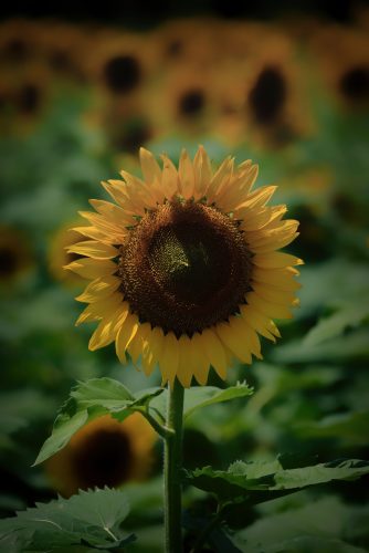 Z5E_8185-NEF_DxO_DeepPRIME_Nik-DeNoiseAI-standard_Nik-DeNoiseAI-standard_DxO