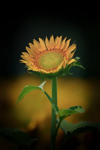 Z5E_8186-NEF_DxO_DeepPRIME_Nik-DeNoiseAI-standard_Nik_Nik_DxO