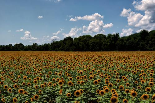 Z5E_8212-NEF_DxO_DeepPRIME_Nik-DeNoiseAI-standard_Nik_Nik_DxO