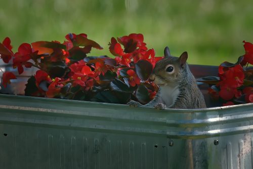 Flower bandit